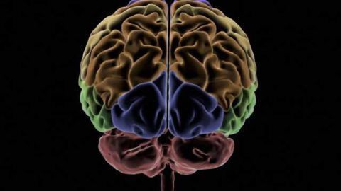 'Ouch zone' in the brain identified