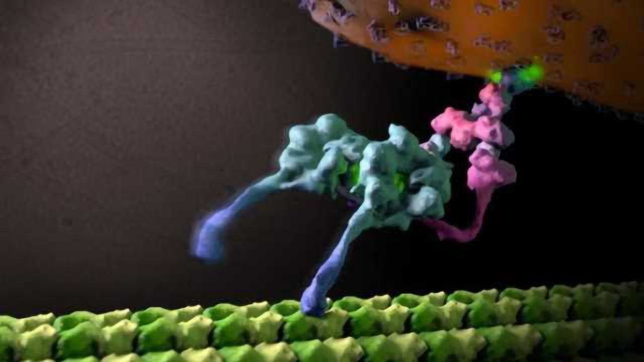 Structural Secrets of Nature's Little Locomotive Revealed; Implications for Alzheimer's, Parkinson's, ALS