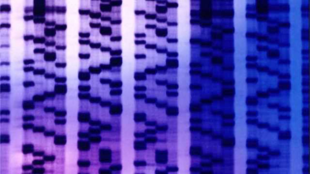 Gene Networks for Innate Immunity Linked to PTSD Risk