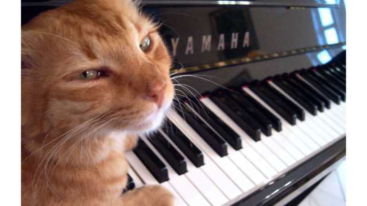 Move over Mozart: Study shows cats prefer their own beat