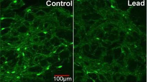 Rat brains point to lead's role in schizophrenia