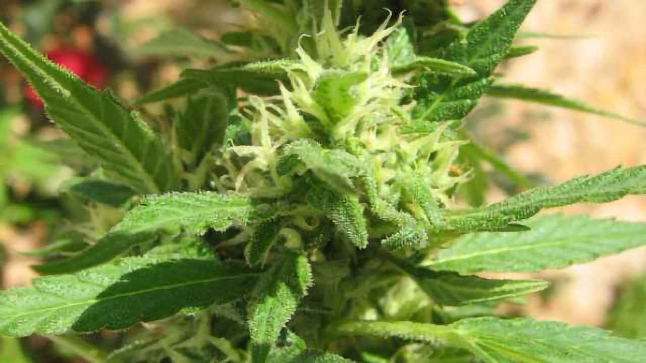 How cannabis use affects people with bipolar disorder