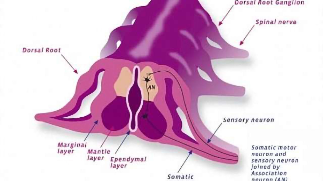 Spinal cord neurons that control pain and itch