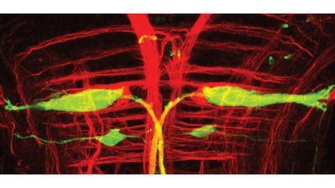 Genomewide screen of learning in zebrafish identifies enzyme important in neural circuit