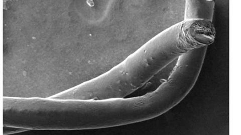 Carbon nanotube fibers make superior links to brain