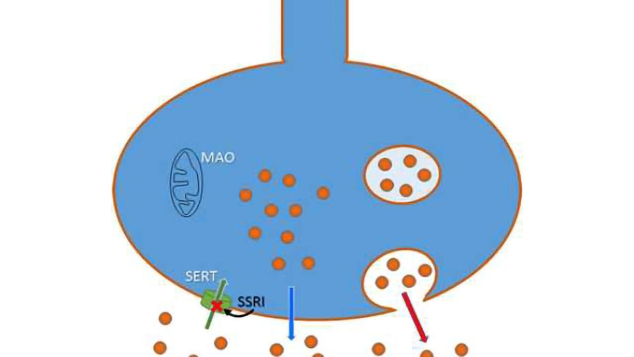 A surprising source of serotonin could affect antidepressant activity
