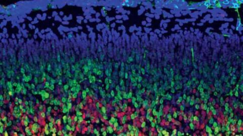 Mighty microexons take center stage in shaping of the brain
