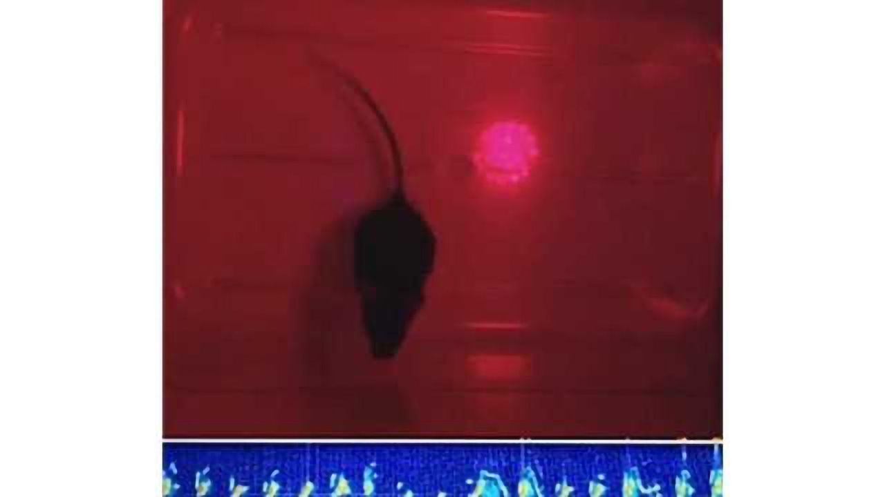 Mice sing like songbirds to woo mates
