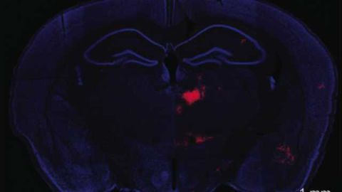 Important communication mechanism discovered between two brain areas implicated in schizophrenia