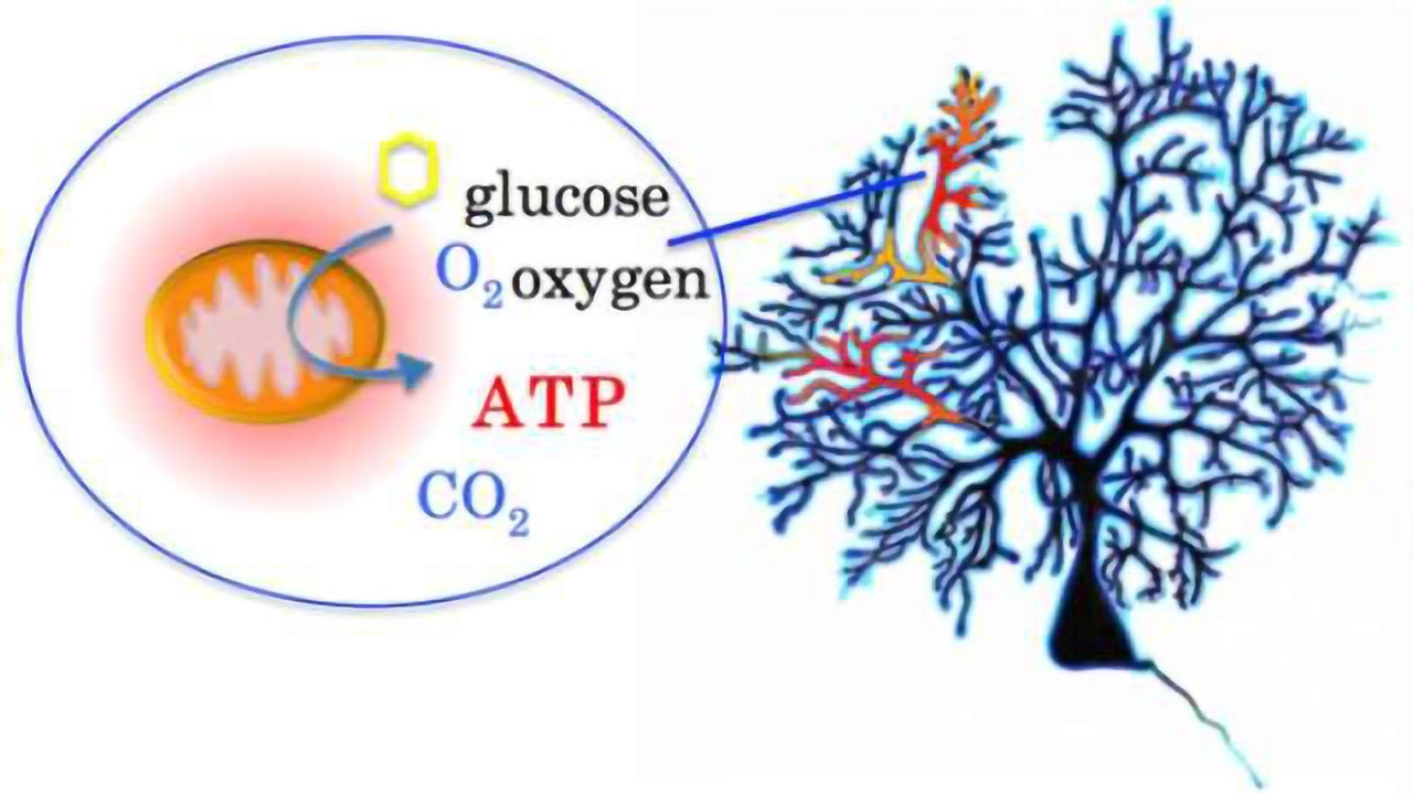 Mapping energy metabolism of growing nerve cells to better understand neuronal disorders