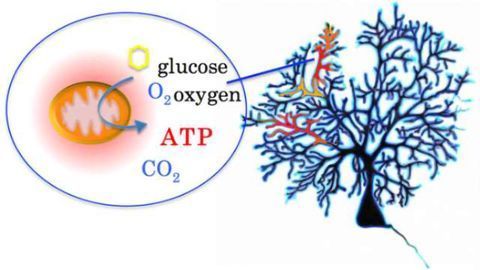 Mapping energy metabolism of growing nerve cells to better understand neuronal disorders