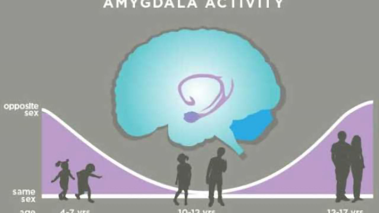 Study: Amygdala encodes 'cooties' and 'crushes' in the developing brain