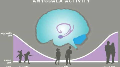 Study: Amygdala encodes 'cooties' and 'crushes' in the developing brain