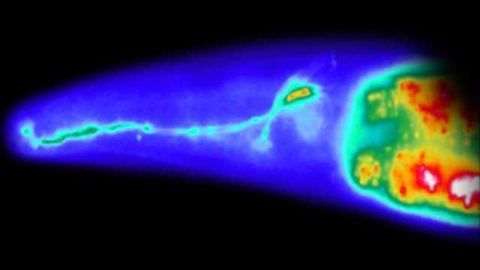 How the brain balances risk-taking and learning