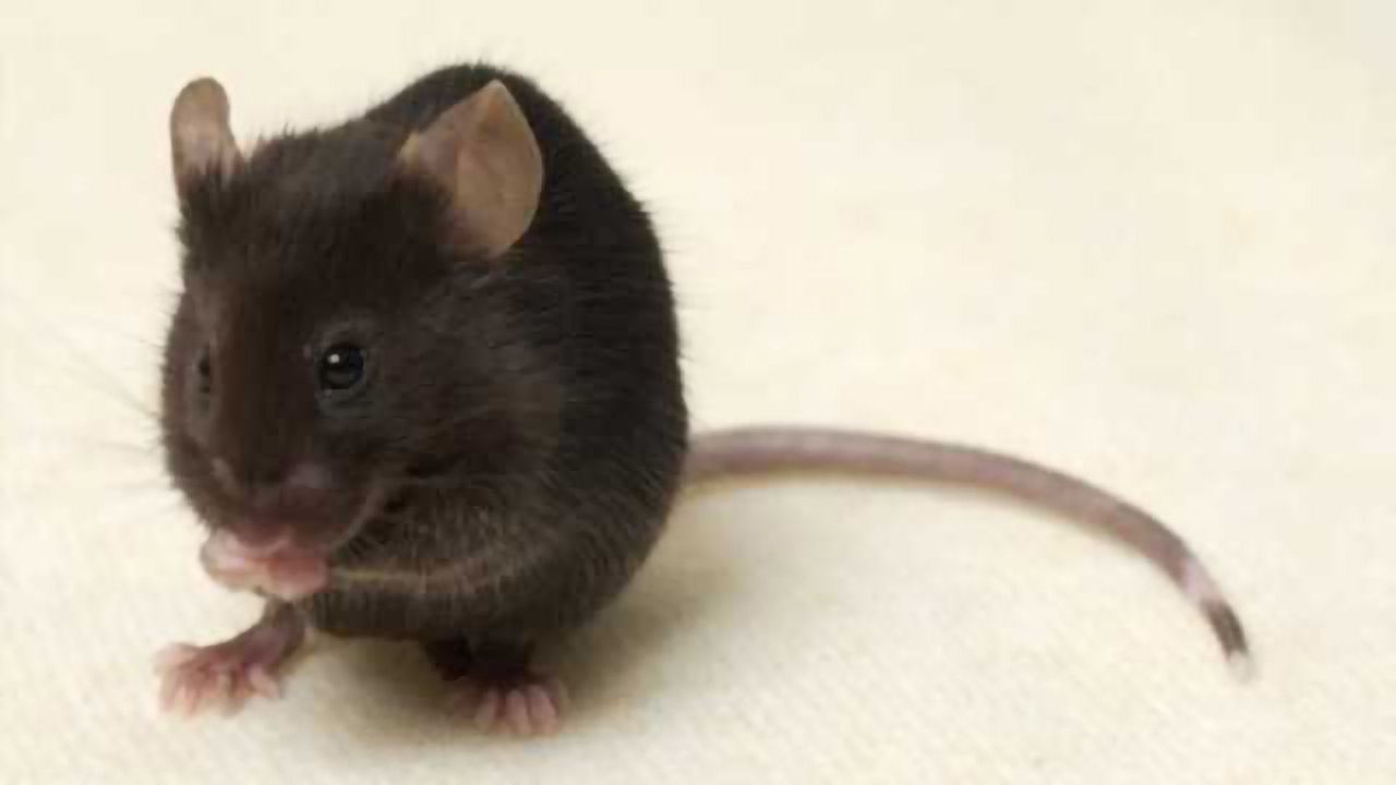Mouse study advances our understanding of eating disorders