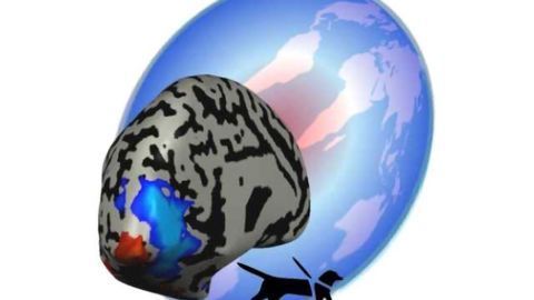 Study challenges conventional wisdom that sight-based brain sensory network organization is impaired with blindness