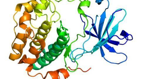 How molecule protects brain cells in Parkinson’s disease model uncovered