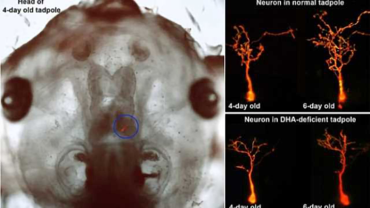 Study finds brain development suffers from lack of fish oil fatty acids