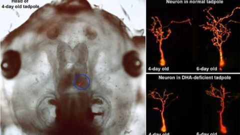 Study finds brain development suffers from lack of fish oil fatty acids