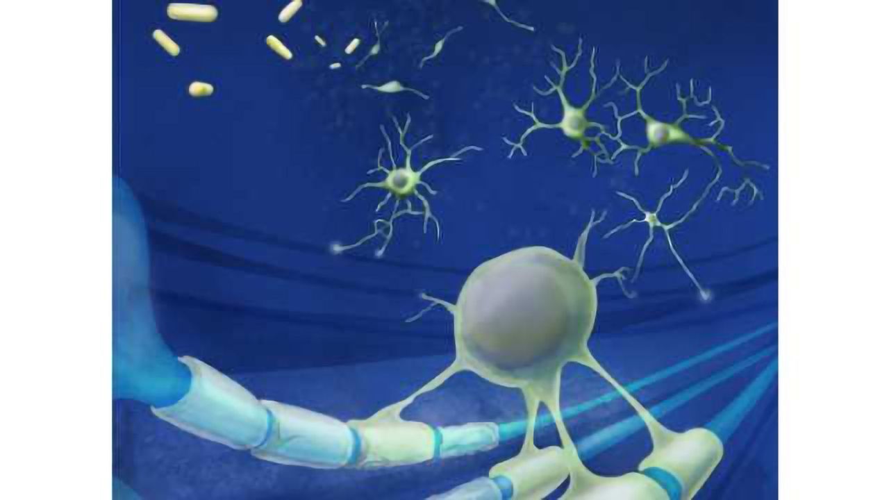 Drugs stimulate body’s own stem cells to replace the brain cells lost in MS