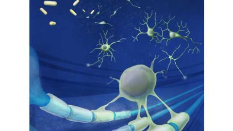Drugs stimulate body’s own stem cells to replace the brain cells lost in MS