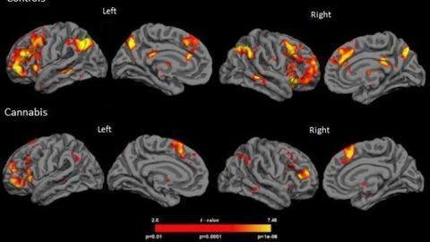 Cannabis consumers show greater susceptibility to false memories