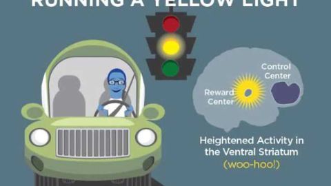 This is your teen's brain behind the wheel