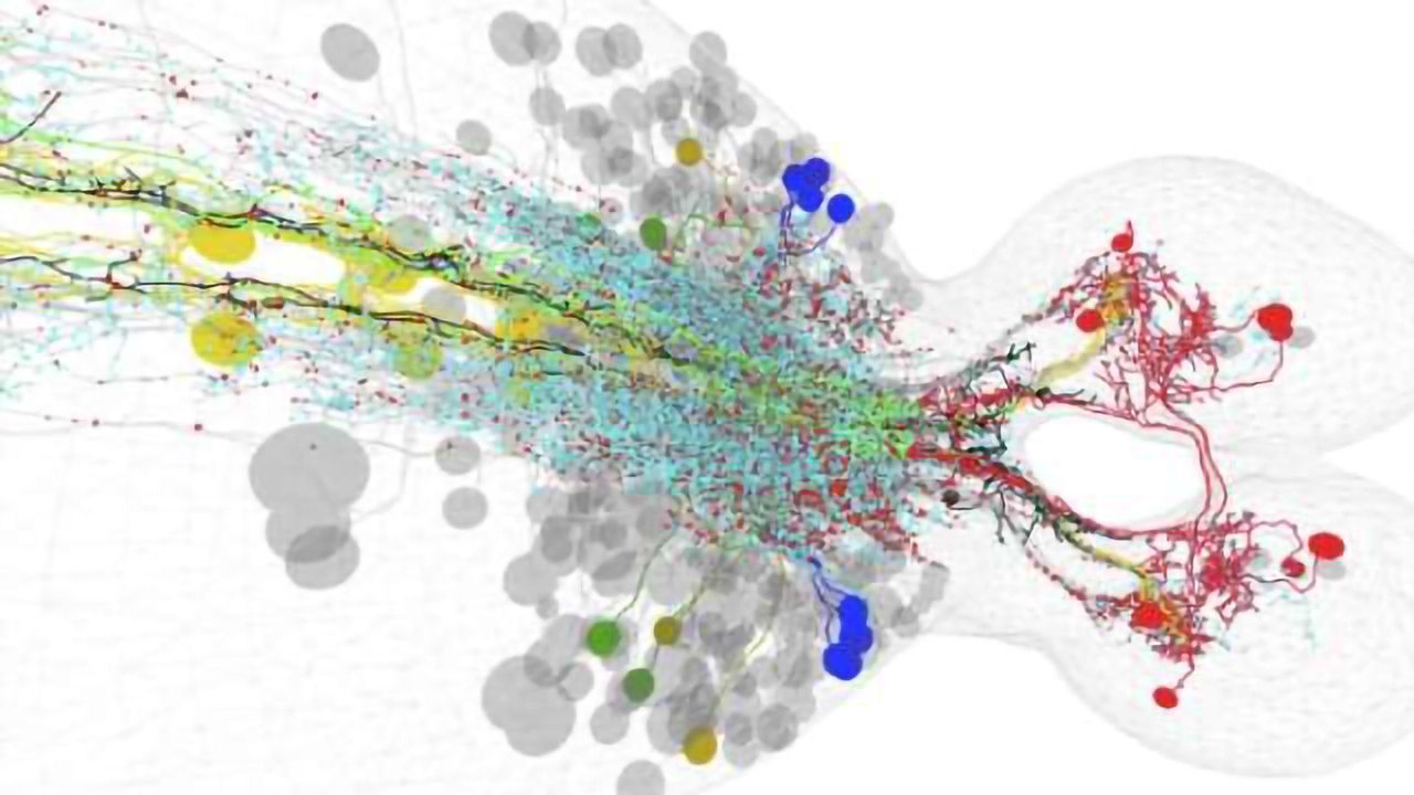 Researchers map neural circuit involved in combining multiple senses