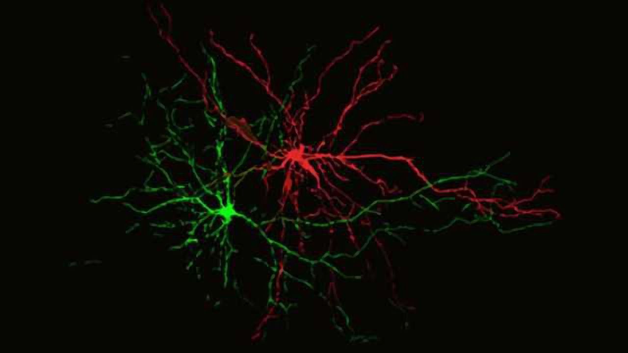 Brain circuitry of positive vs negative memories discovered in mice