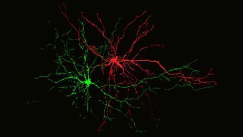 Brain circuitry of positive vs negative memories discovered in mice