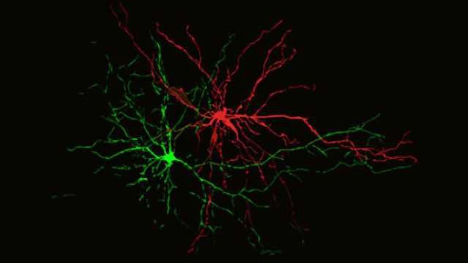 Brain circuitry of positive vs negative memories discovered in mice content piece image