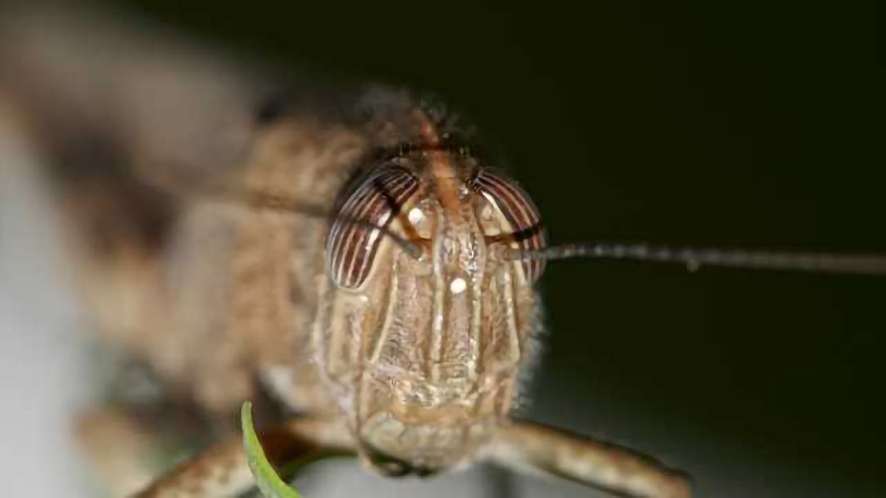 Locusts provide insight into brain response to stimuli, senses