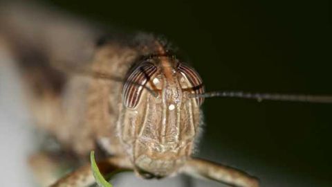 Locusts provide insight into brain response to stimuli, senses
