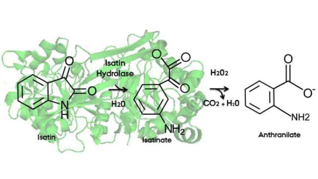 Method developed for determining possible stress marker in blood samples