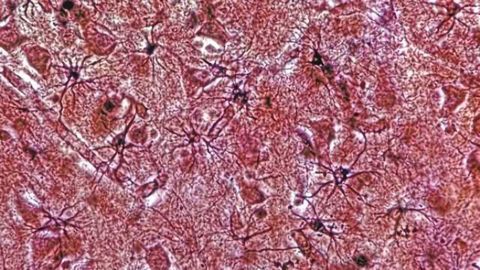 Every bite you take, every move you make, astrocytes will be watching you