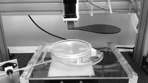 Do Fruit Flies Have Emotions?