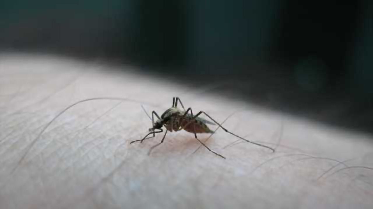 Antiviral compound may protect brain from pathogens, West Nile virus study shows
