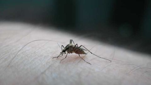 Antiviral compound may protect brain from pathogens, West Nile virus study shows