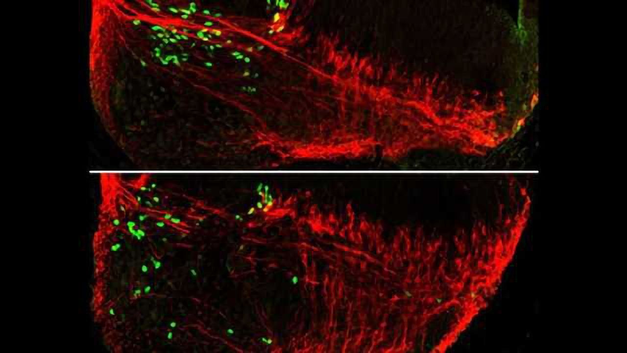 Nerve cells use each other as maps