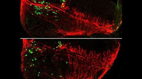 Nerve cells use each other as maps