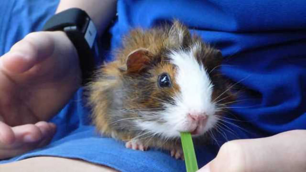 Animals’ presence may ease social anxiety in kids with autism
