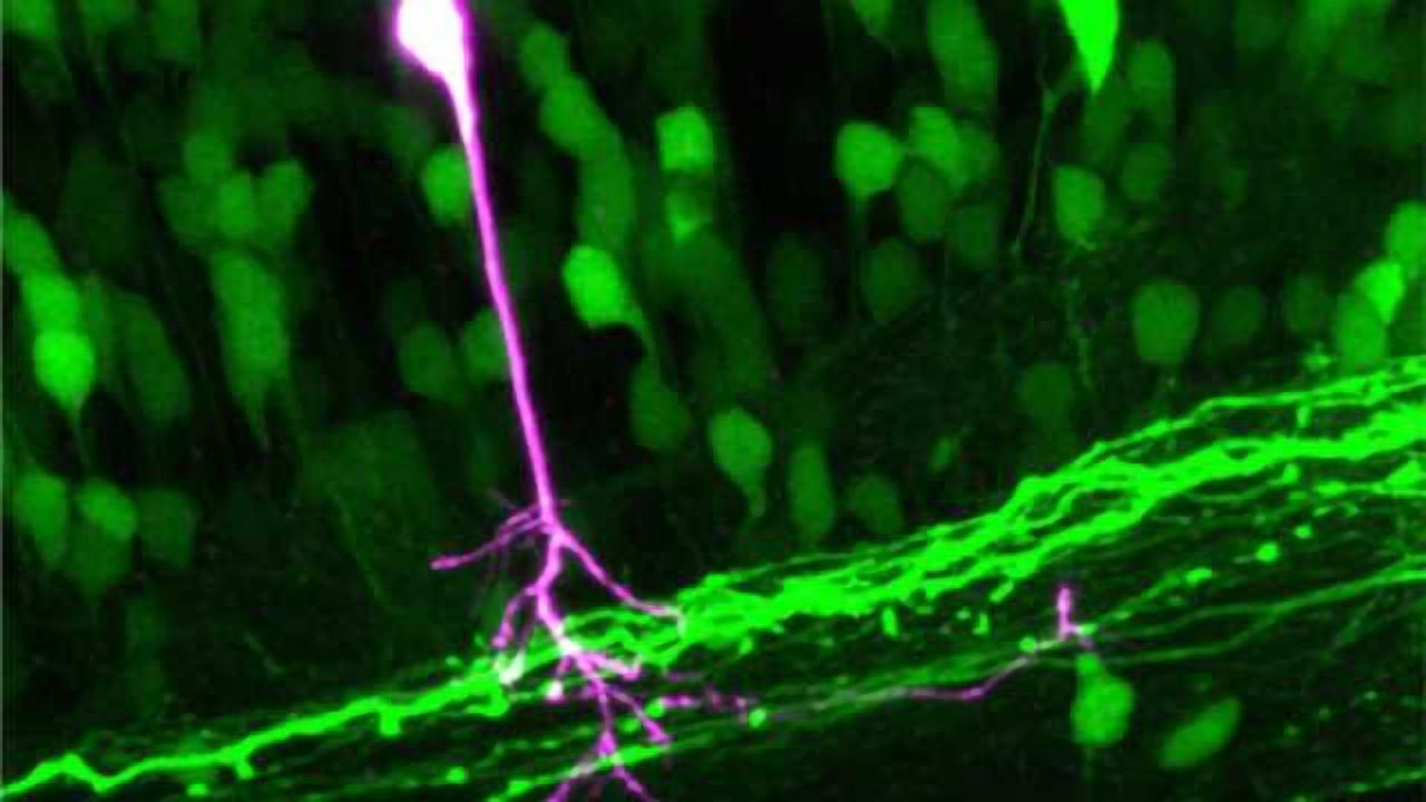 Chameleon proteins make individual cells visible