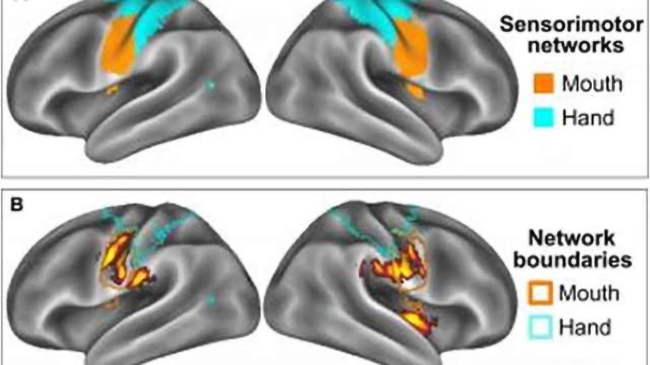 Obese teens' brains unusually susceptible to food commercials, study finds