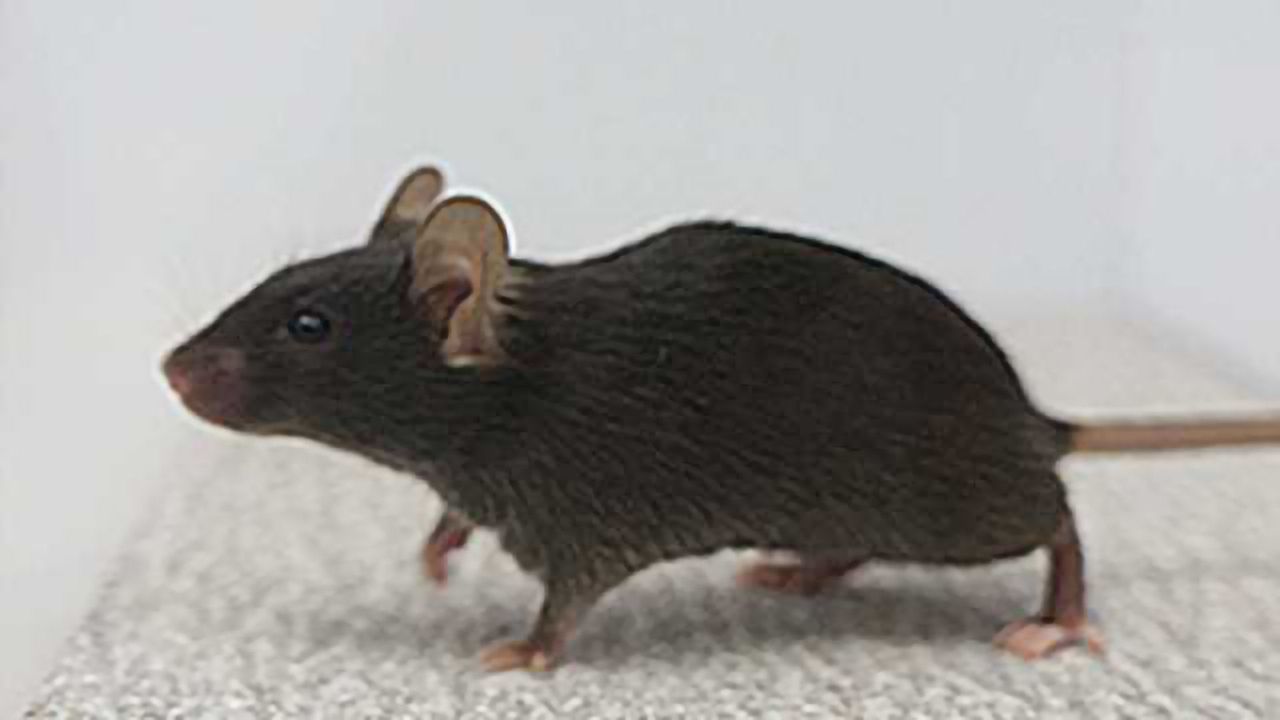 Switching off brain circuit renders mice “out of touch” with environment
