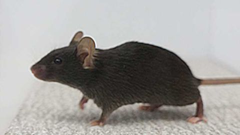 Switching off brain circuit renders mice “out of touch” with environment