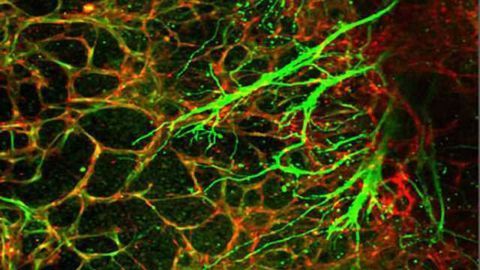 Human stem cell model reveals molecular cues critical to neurovascular unit formation