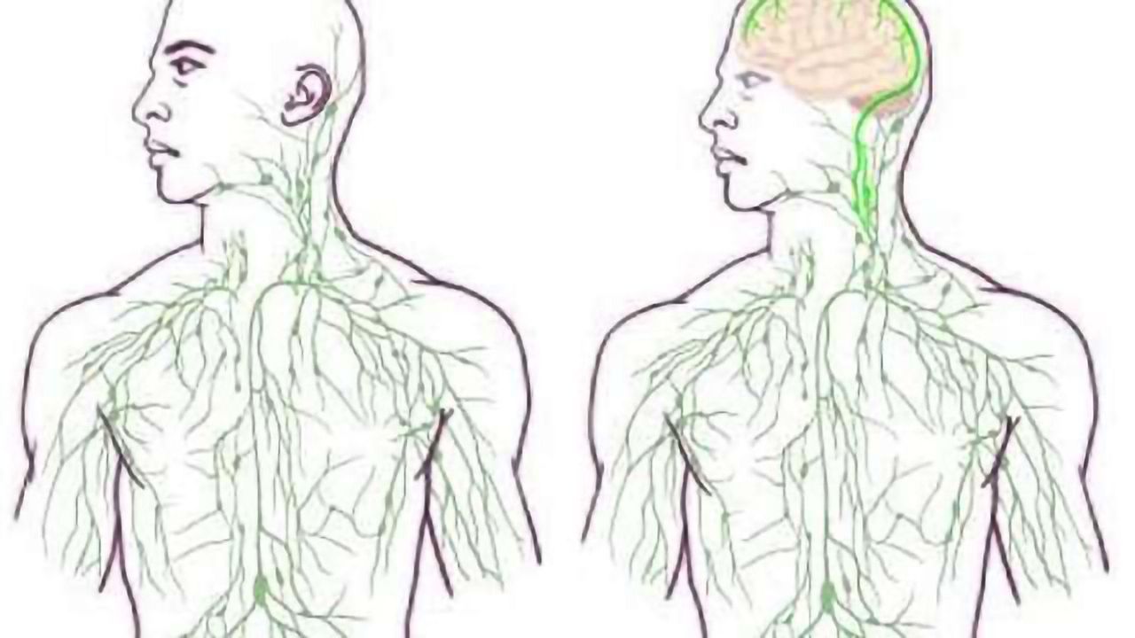 Missing link found between brain, immune system -- with major disease implications