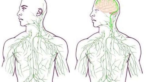 Missing link found between brain, immune system -- with major disease implications