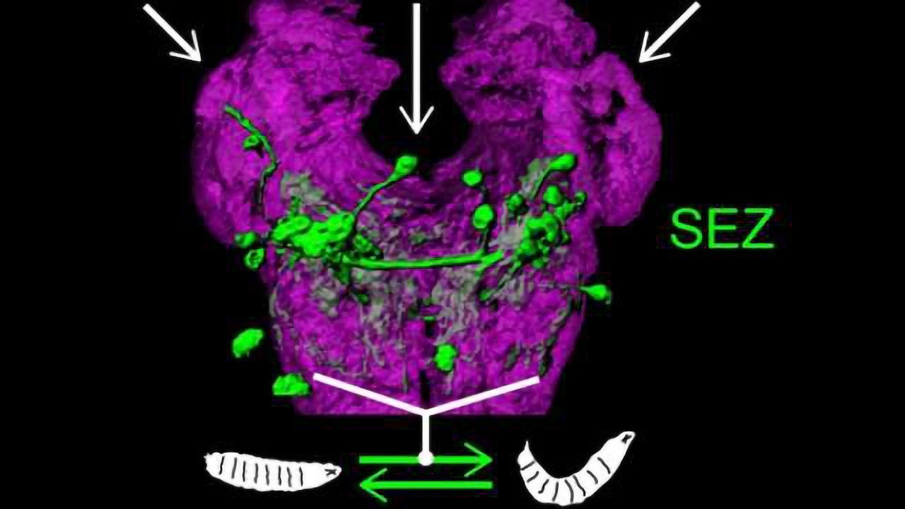 Cracking the function of the fly olfactory system to understand how neural circuits work