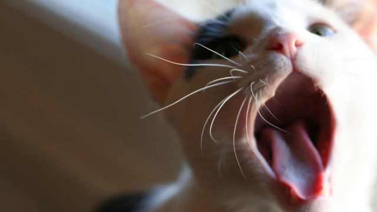 Cat got your tongue? New research says 'no'